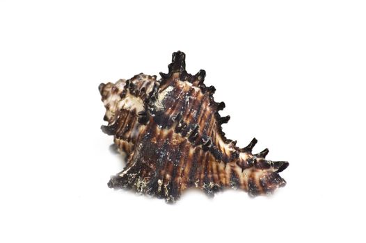 sea shell