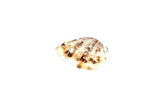 Sea shell