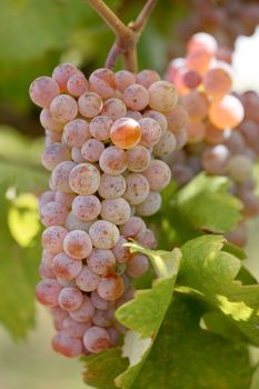 Bunch of rose grapes