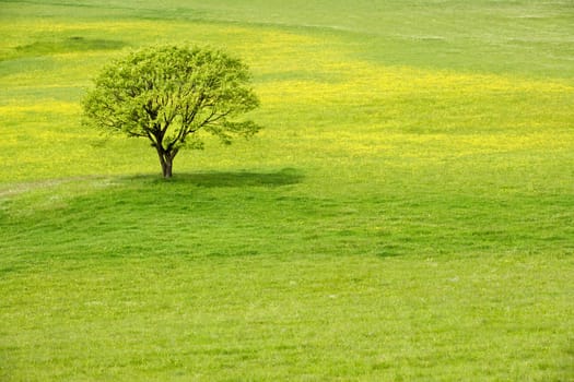 Lonely tree on a yellow spring blossom meadow.