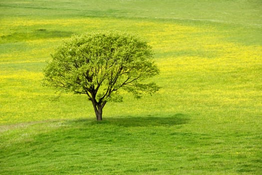 Lonely spring tree on a blossom green field.