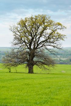 Old tree in a green spring meadow