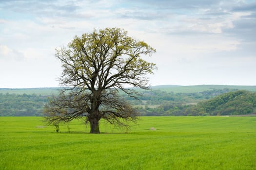 Big old oak tree in a spring meadow with green grass