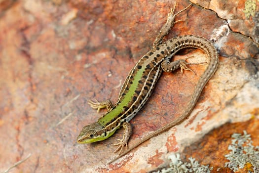 Green lizard on a colorful stone