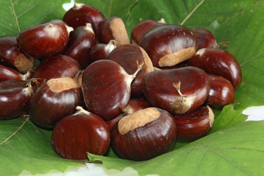 gruop of chestnuts the symbol of autumn with green leaves