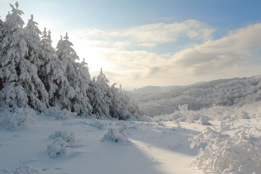 Winter mountain landscape with Christmas frosen pine-trees
