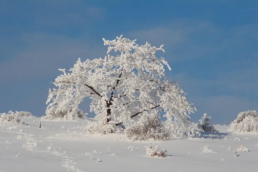 frosen tree, covered with frost and snow