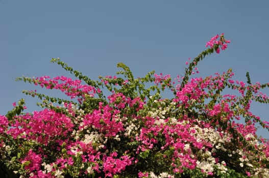 gorgeous Greek scene with bougainvillea flowers (blue sky background)