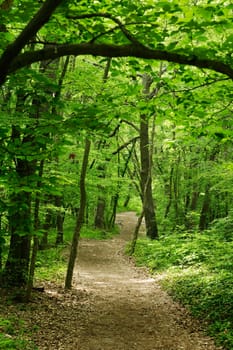 Trail in a spring green european oak forest
