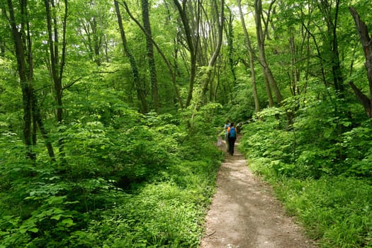 Family walk in a spring green european forest