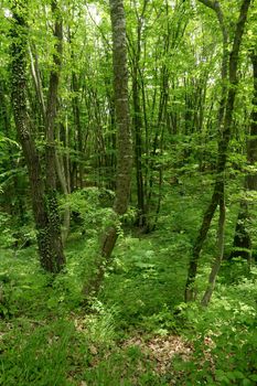 Inside a green spring oak forest in Bulgaria, Europe