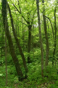 Trees in a green spring oak forest in Bulgaria, Europe