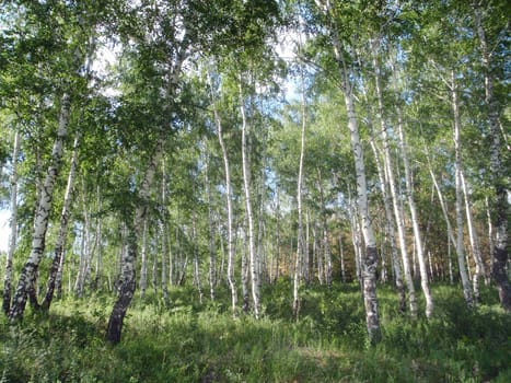 Birch wood in Bashkortostan, Russia