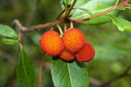 Arbutus unedo is an evergreen plant typical of the Mediterranean region. The fruit is a red aggregate drupe with a rough surface