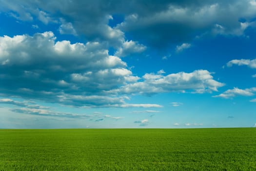 Corn field with green grass and cloudy blue sky