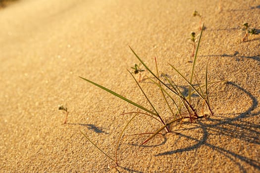 Desert grass in the sand