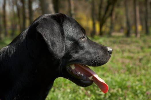 Portrait of a black labrador retriever