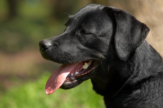 Portrait of a black labrador retriever - head with a long tongue