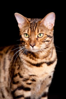 Beautiful cat on black background looking attentive