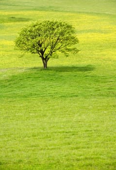 Lonely spring tree on a blossom yellow meadow.