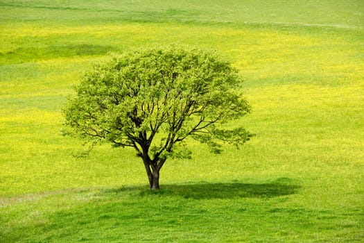 Lonely green tree on a spring blossom meadow.