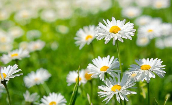 Spring white flowers, marguerites in a green meadow close up