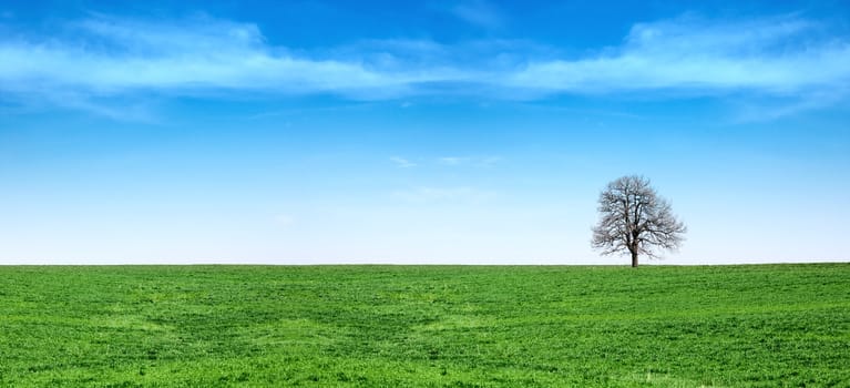 Lonely tree in a fresh spring green grass meadow, with blue sky