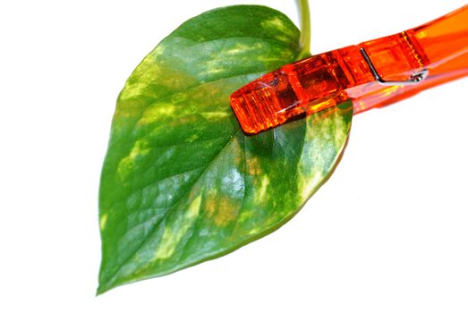 A green leaf held by a clothes-pin.