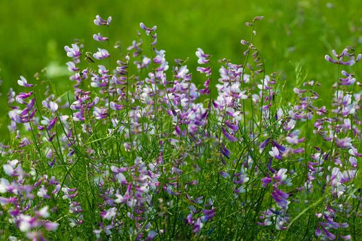 Summer flowers of the field and green grass