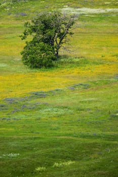 Spring flowers of the field with yellow blossom and an old tree