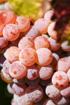 Rose grapes close-up