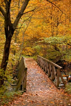 Autumn forest scenery with a stream and a wooden bridge