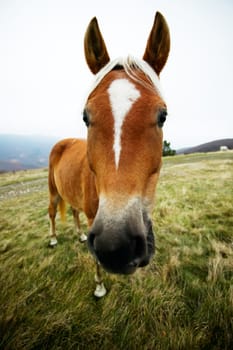 Funny horse portrait with wide angle lens