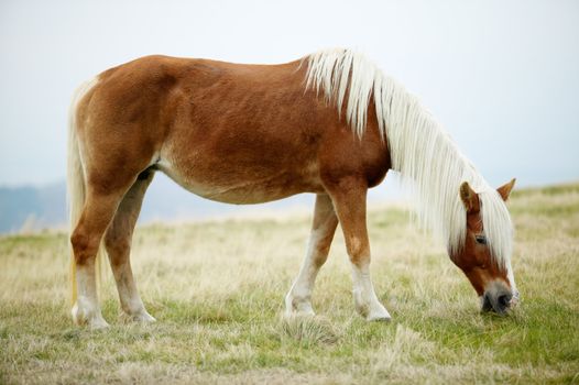 Horse in the high mountains, grazing in a field