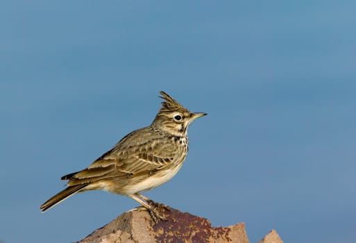 Field-lark bird (Alauda) on a stone