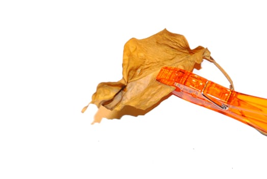 A dead leaf held by a clothes-pin.