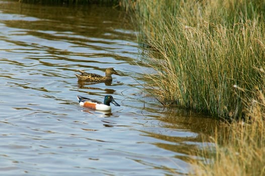 Couple of male and female wild ducks in a lake