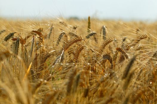 Wet wheat spikes in a morning light