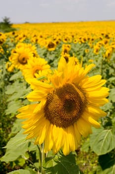 Summer field of sunflowers