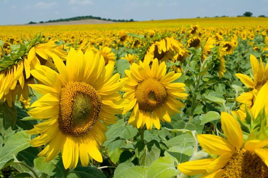 Field of sunflower blossoms