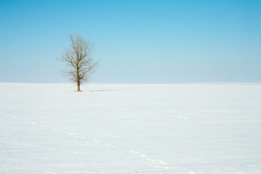 Snowy field with a lonely tree