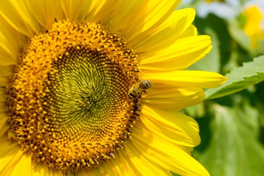Honey bee on a sunflower blossom