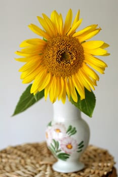 Sunflower blossom in a vase