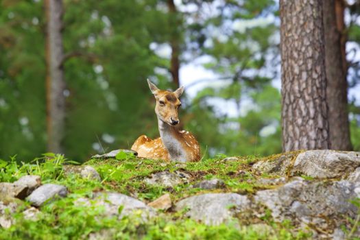 A roe deer relaxing in the Norwegian forest