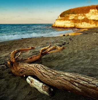 Sunset scenery with sea and dead tree on the beach sand