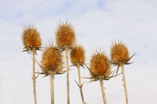 Dry inflorescences of teasel on the background cloudy sky
