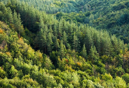 Mountain forest