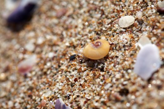 Wet sand and shells at the sea shore