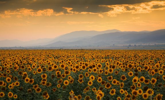 Sunset over a field of blossom sunflower