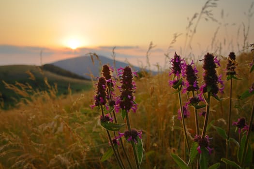 Wild flowers at mountain sunset